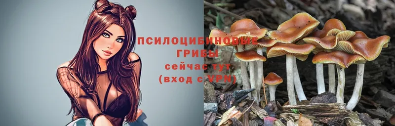 наркотики  Арзамас  Псилоцибиновые грибы Psilocybe 